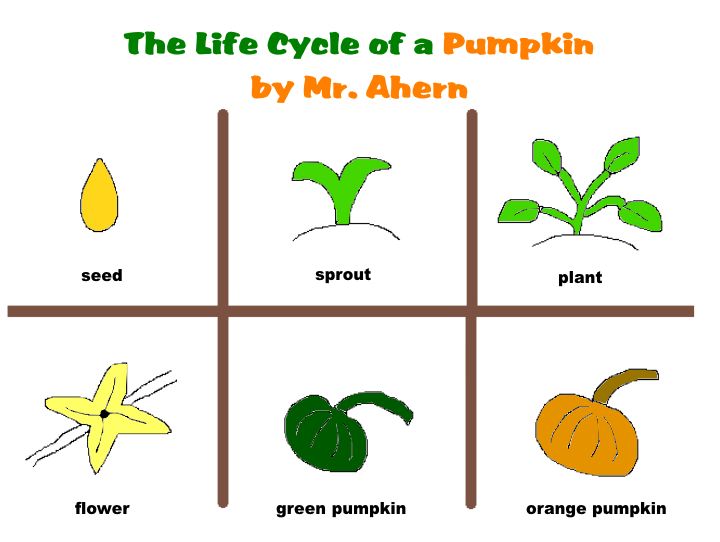 How does a pumpkin grow?